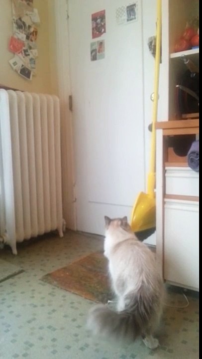 Cat Welcomes Home Soldier (awesome)