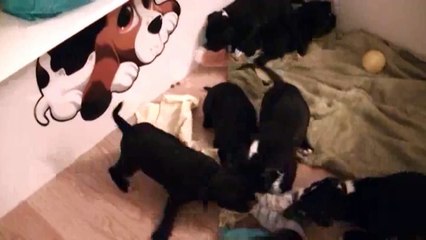 88ème vidéo Les furets avec la 17ème portée de Staffordland