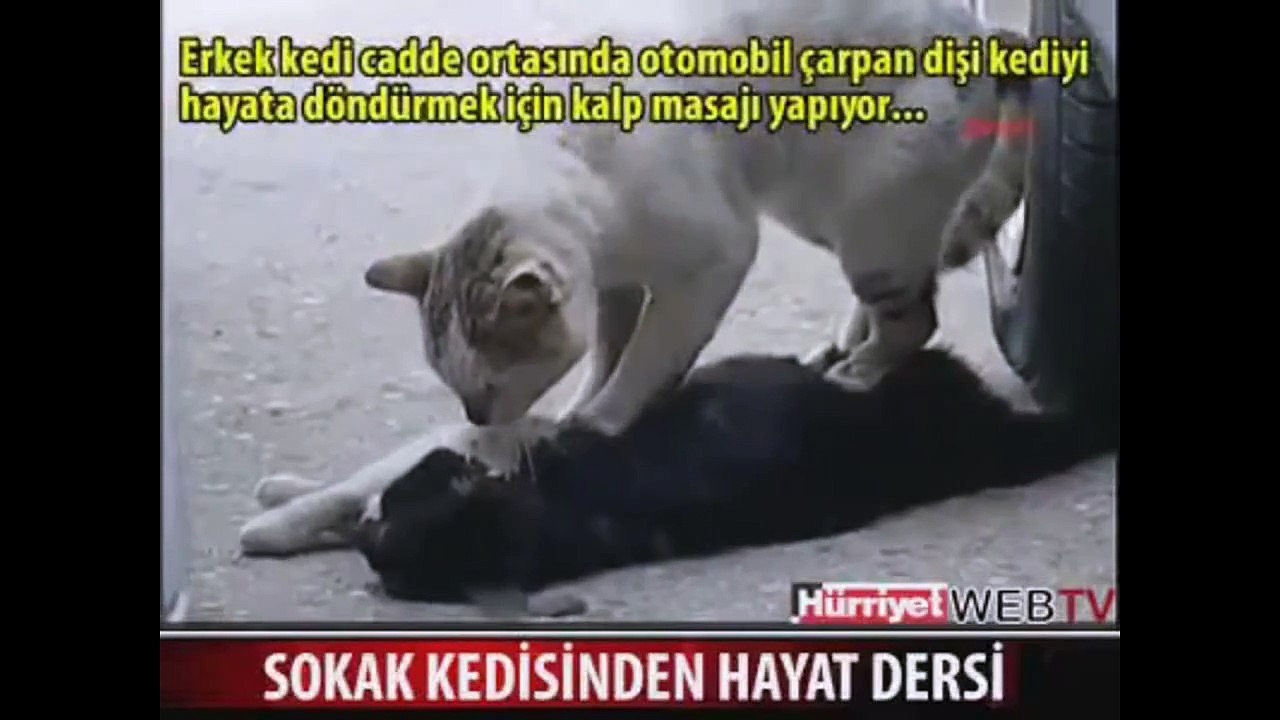Hero cat tries to revive her mate - incredible animal video