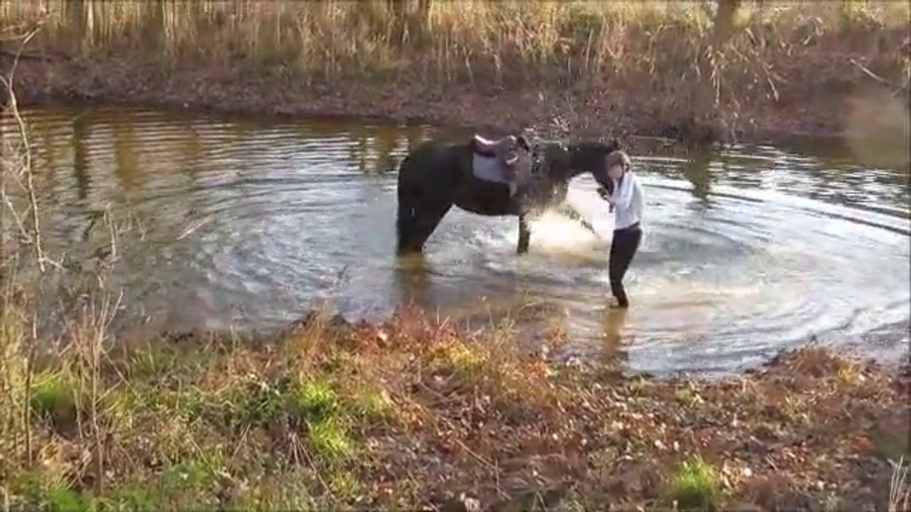 Un cheval découvre que jouer dans l'eau c'est cool! Fini la phobie de l'eau...
