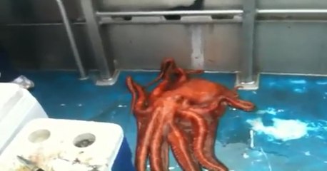 Ahtapotun Tekneden Kaçış Yöntemi Sizi Çok Şaşırtacak