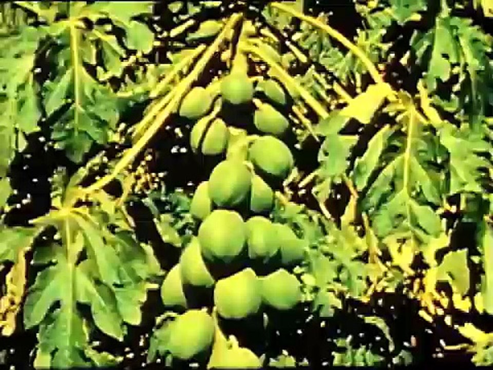 JETWELDER-Vegetable Sound (2014)