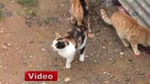 Üç Ayaklı Kedi Görenleri Şaşırtıyor