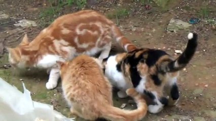 Görenler bir daha bakıyor