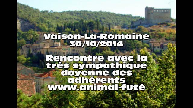 Garde chien particulier & échange: Simone, doyenne d'Animal Futé a opté pour l'échange de garde d'animaux entre particuliers pour la garde de son chien labrador