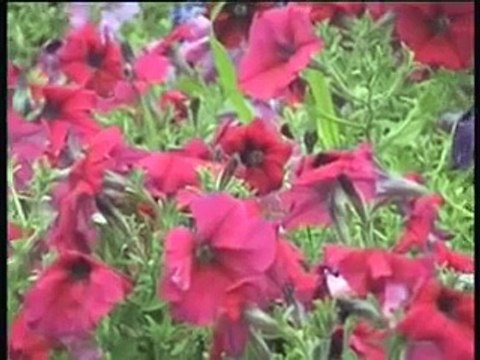 Sedat Uçan - Kapına Geldim