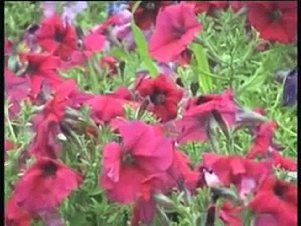 Sedat Uçan - Kapına Geldim