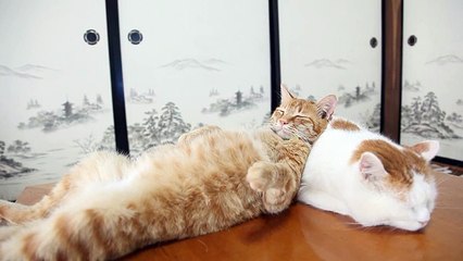 Un chat se sert d'un autre comme oreiller