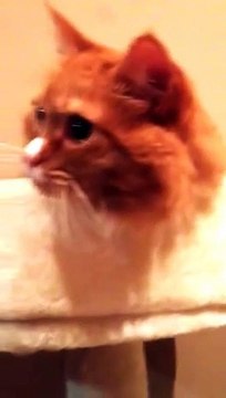 Un chat tire la langue quand il entend un bruit de scotch