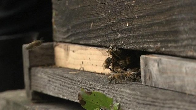 Ariège: décès en masse des abeilles, possible mise en cause de molécules