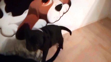 94ème vidéo Le jeu du furet avec la 17ème portée de Staffordland