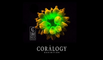 Coral Reef Fluorescence