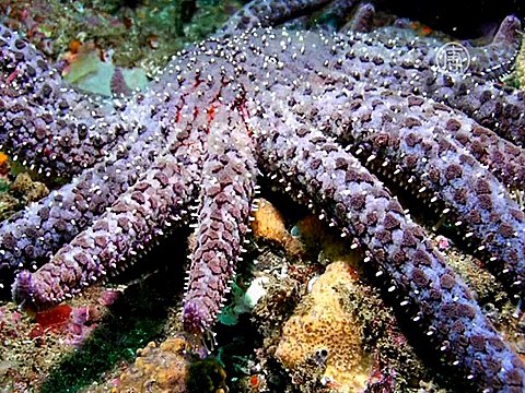 В массовой гибели морских звёзд виноват вирус