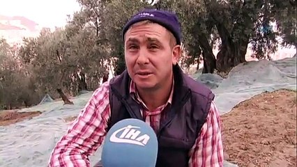 Zeytinin sofralara meşakkatli yolculuğu