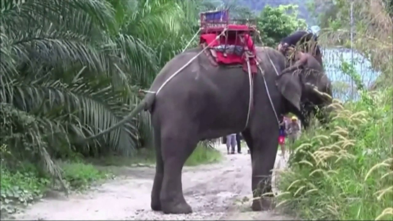 Un éléphant piétine son guide en Thaïlande