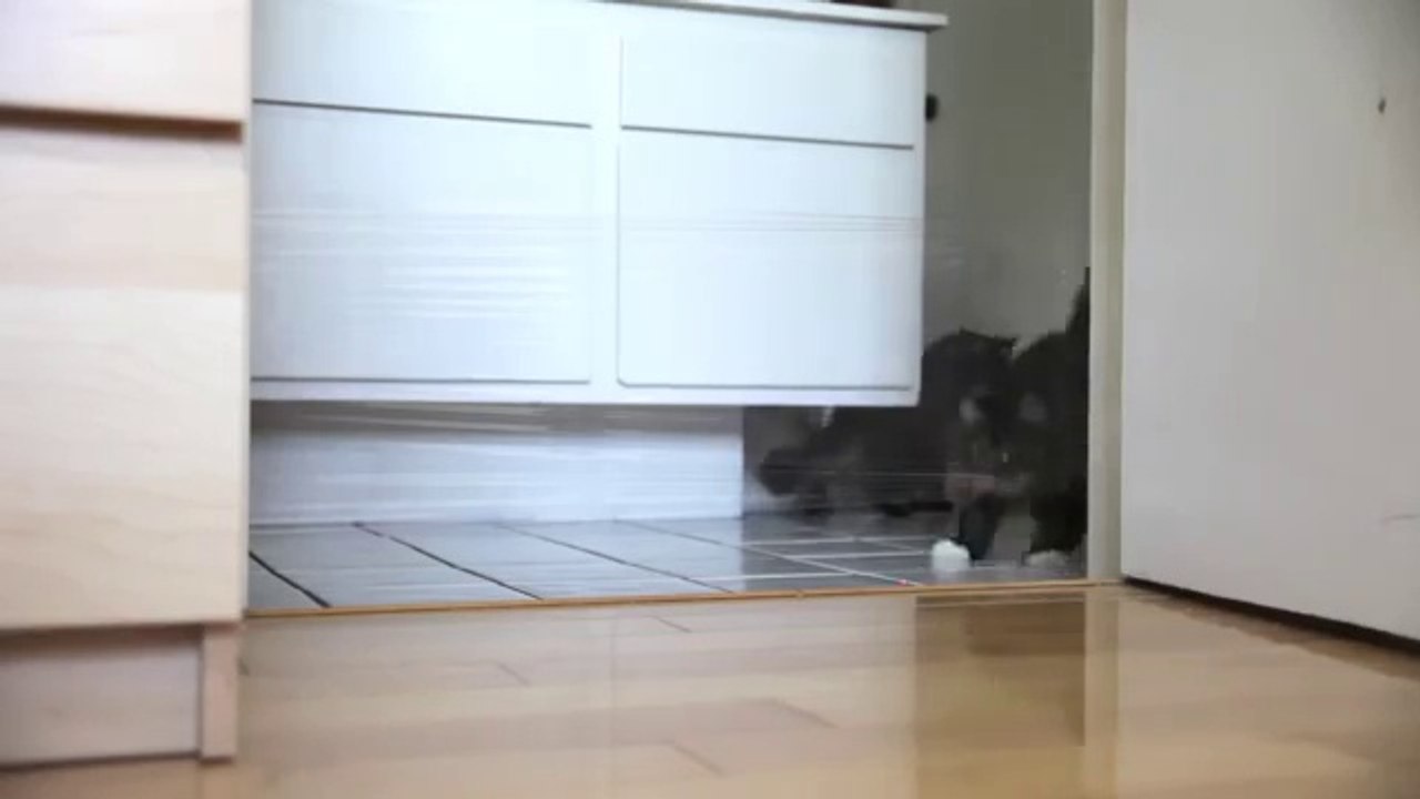 Chat piégé par son maître avec un pointeur laser et du cellophane
