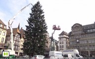 Le sapin de Noël prêt à briller aux couleurs de la Cathédrale de Strasbourg