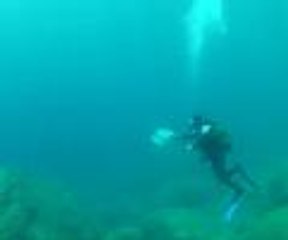 5 milyar iğnesi olan zehirli denizanası