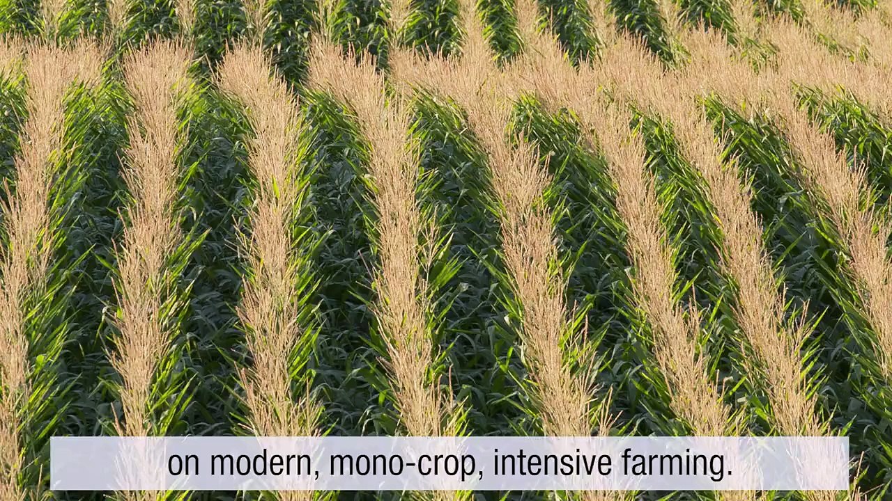 OGM : le poids des symboles a été sous-estimé. ITV de Bernard Chevassus-au-Louis