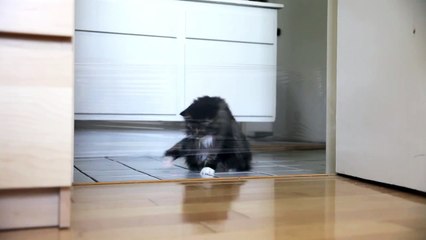 troller un chat avec du cellophane et un laser
