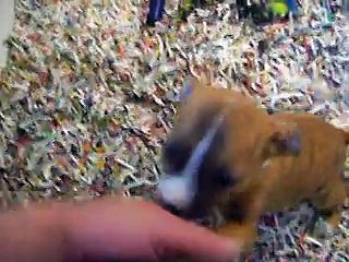 vidéo du 18.11.14 des 2 mâles et la femelle disponibles ...