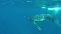 Close encounter with Humpback whale and baby