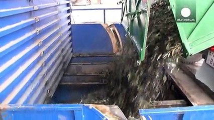 Schlechtes Olivenjahr in Südeuropa: Ernteausfälle bedrohen Olivenöl-Produktion 🌿