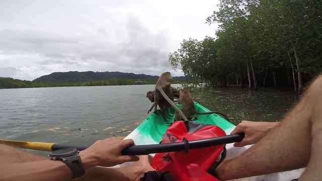 Pris en embusquade par des singes en Thailande