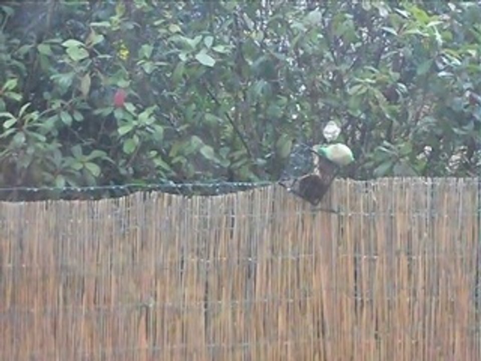 Tichou et les oiseaux