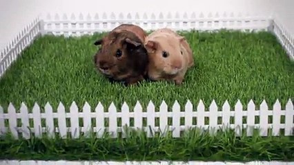 Découvrez le monde merveilleux des Cuys