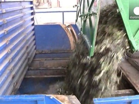 Olajfamolyok rágták el az olivatermés jelentős részét Dél-Európában