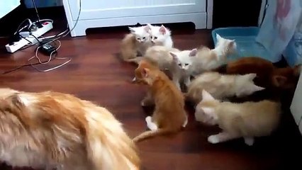 Yavrularını Korkutan Anne Kedi