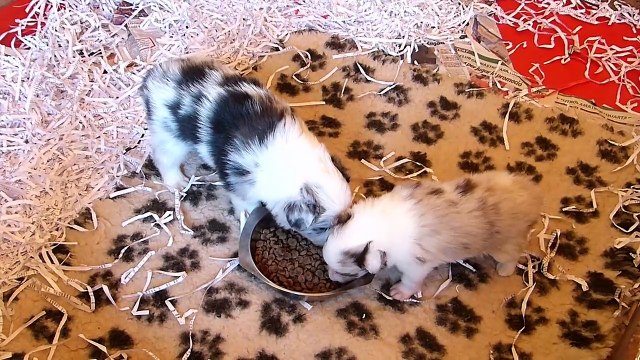 Mafalda's Border Collie - Guinda & Wind Pups 1 Months