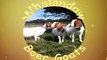Boer Goat Kid Bleating Head Butt | South African Boer Goats | Raising Boer Goats For Profit