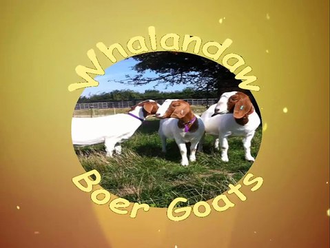 Boer Goat Kid Bleating Head Butt | South African Boer Goats | Raising Boer Goats For Profit