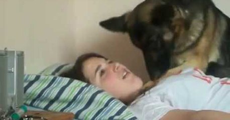 A super-soft German Shepherd kissing up