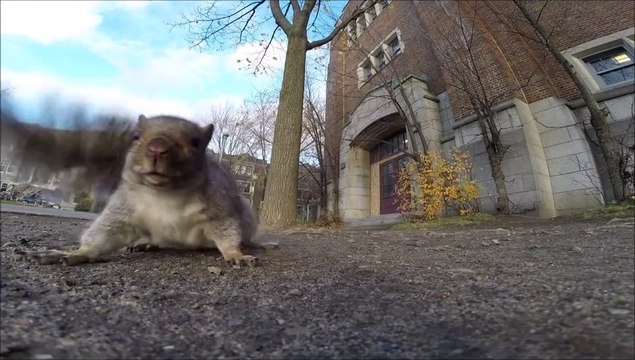 A squirrel nabbed my GoPro and carried it up a tree (and then dropped it)