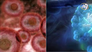 Vücudun her hücresine dönüşebilen hücreler Kök Hücreler