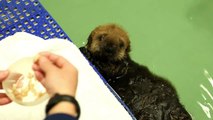 What Does A Sea Otter Do For Fun? Watch She Has A Snack And Gets Out Her Toys!