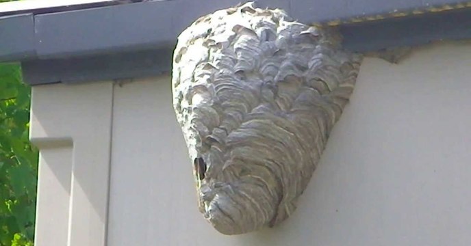 This Guy Will Show You How To Destroy A Hornets Nest