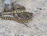 Un ecureuil se bat contre un serpent