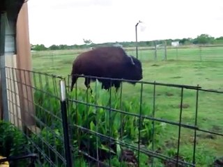 Buffalo Jumps On Trampoline