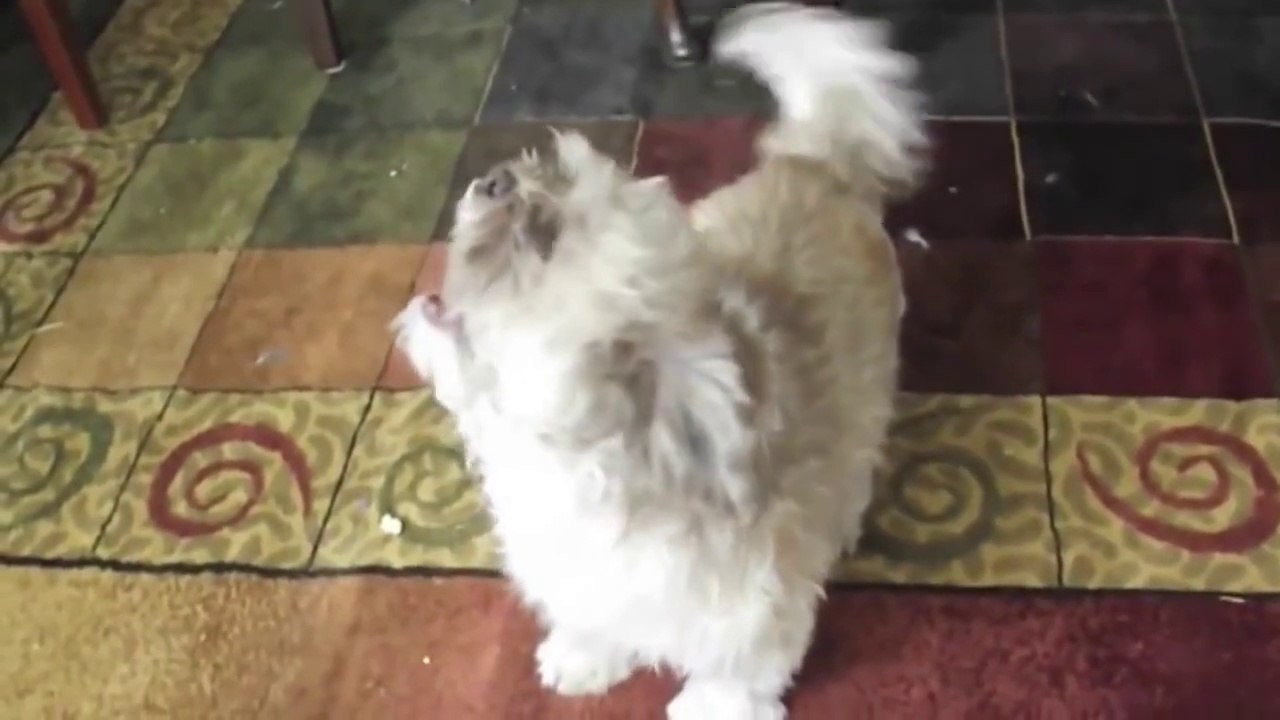 Funny Screaming Animals
