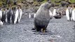 Frustrated big sea lion trying to reproduce with a poor little penguin