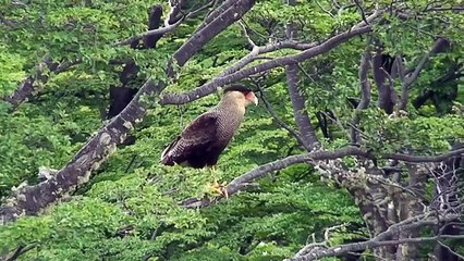 Ushuaia, Tierra del Fuego, Argentina