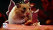 Un petit hamster et ses amis fêtent Thanksgiving... Adorable!