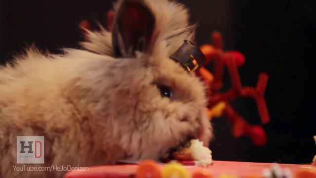 Tiny Hamster And Friends Enjoy The Tiniest Thanksgiving Feast
