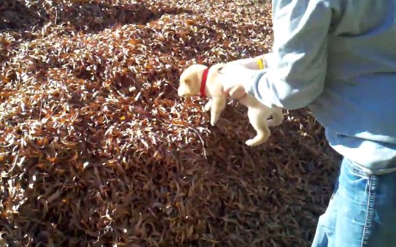 Un chiot jeté dans un énorme tas de feuilles