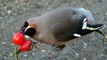 Canada Puts Birds Drunk on Fermented Berries in Mini 'Drunk Tanks'