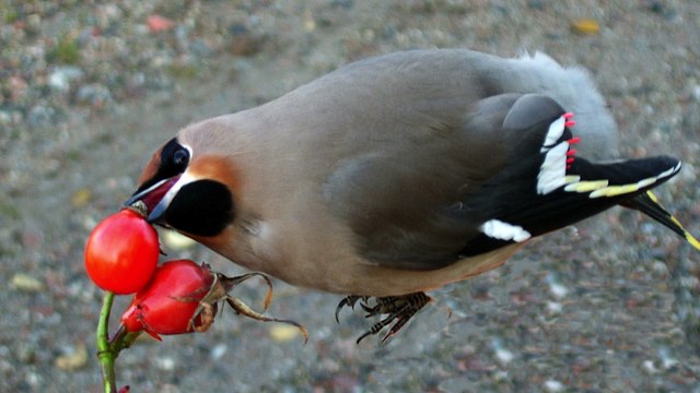 Canada Puts Birds Drunk on Fermented Berries in Mini 'Drunk Tanks'